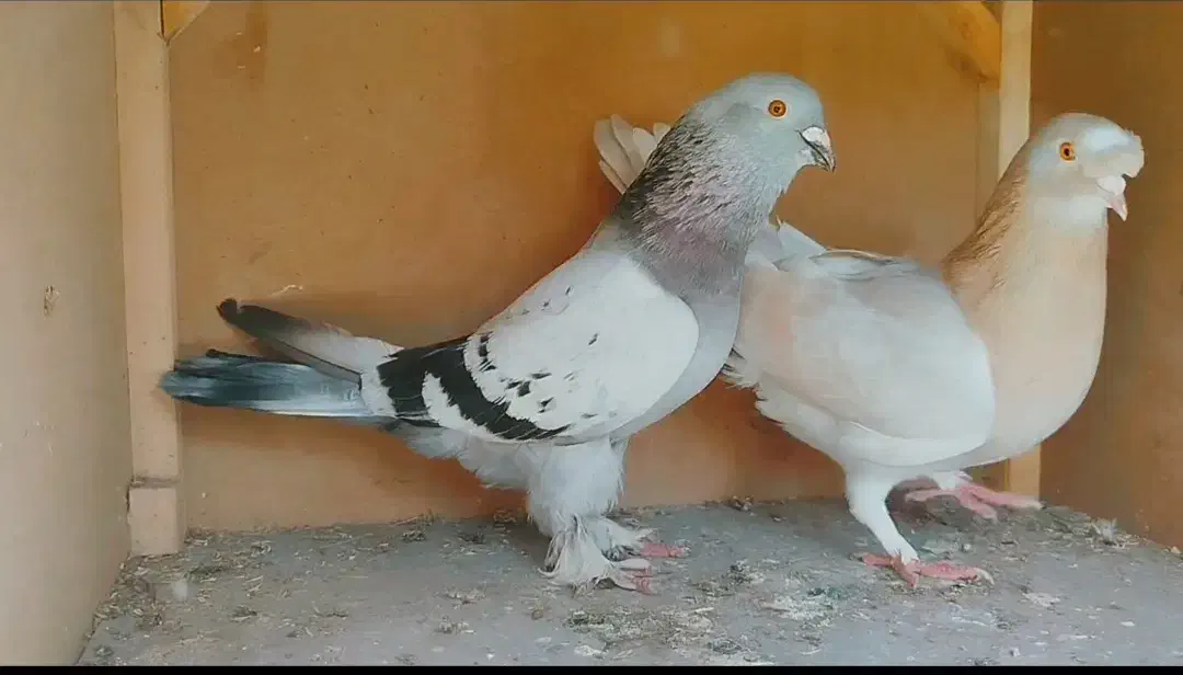 کبوتر|پرنده|اردبیل, |دیوار