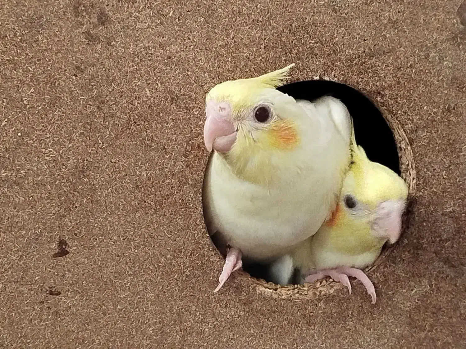 لوتینوچشم شرابی|پرنده|یزد, |دیوار