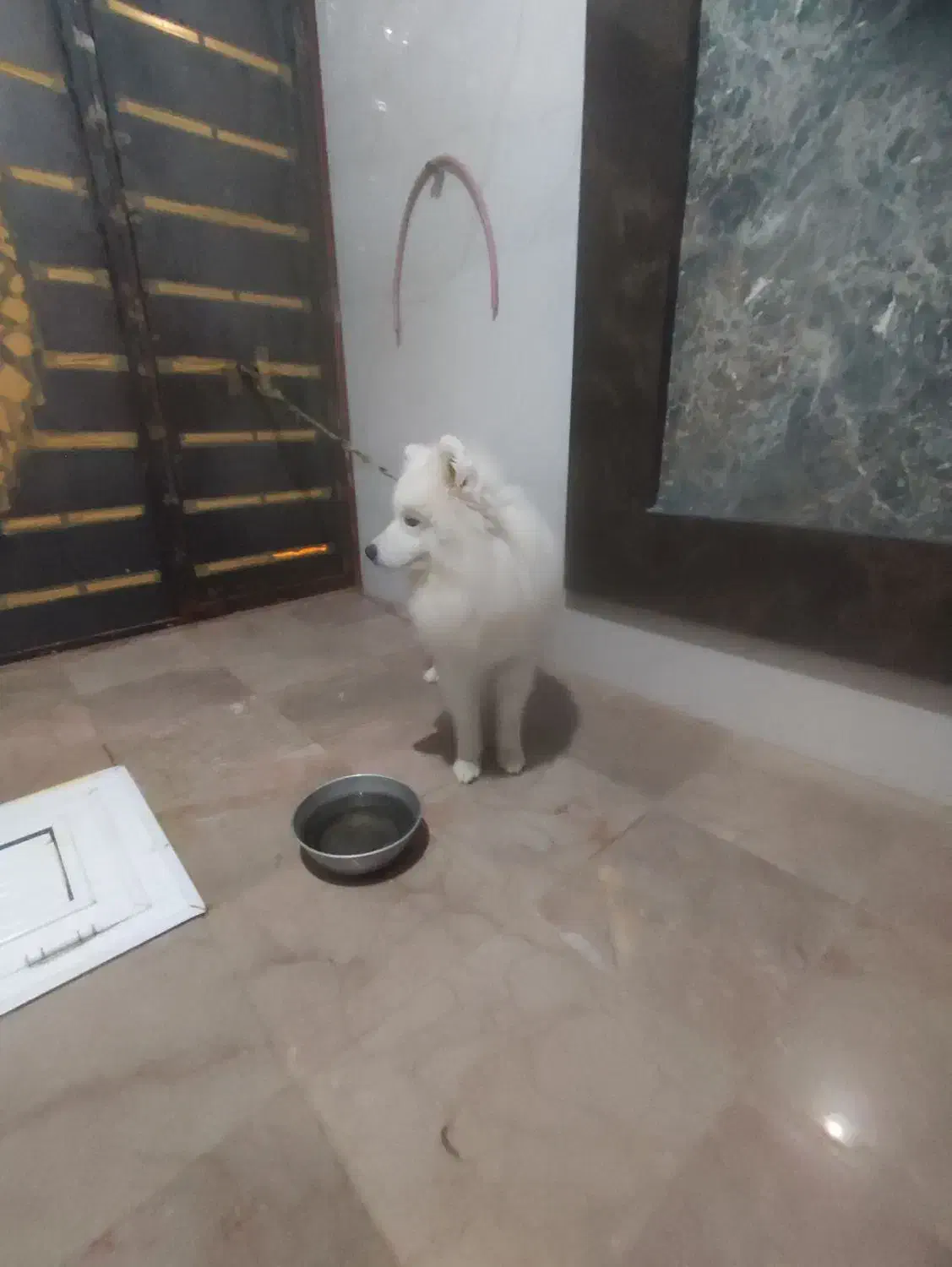 سگ نژاد سامویید وارداتی با تخفیف اخرش12|سگ|جونقان, |دیوار