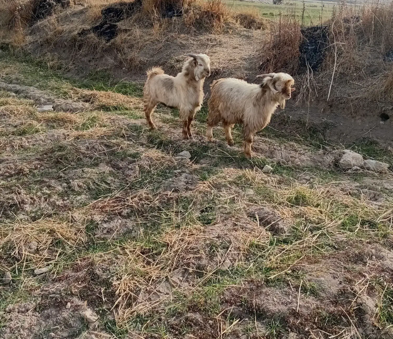 سه تا چپش نر|حیوانات مزرعه|دورود, |دیوار