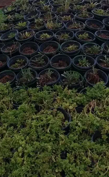 نظافت خونه وراپله|خدمات نظافت|تهران, فرمانیه|دیوار