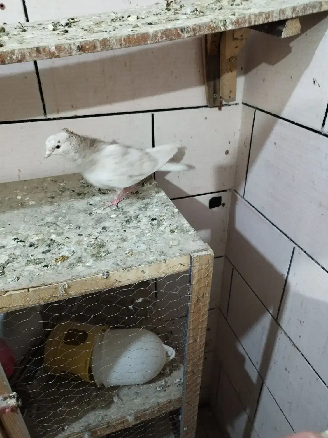 ماده کرم|پرنده|سوسنگرد, |دیوار