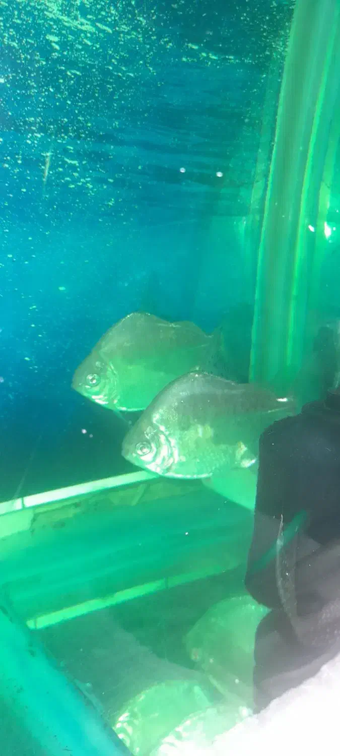 پنج عددماهی دالر و بارب حلب|ماهی|خمینی‌شهر, |دیوار