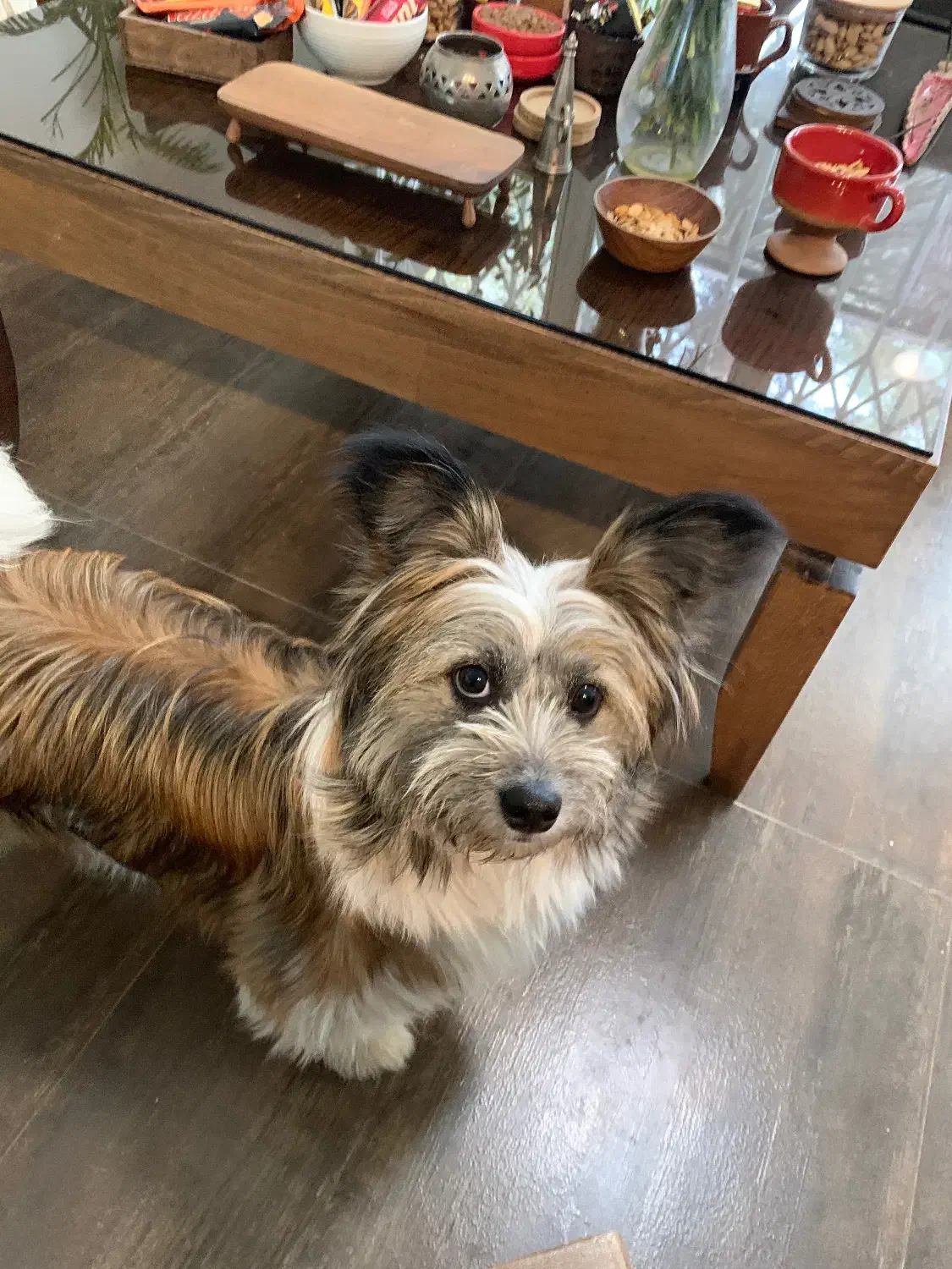 یورکشایر|سگ|تهران, صاحبقرانیه|دیوار