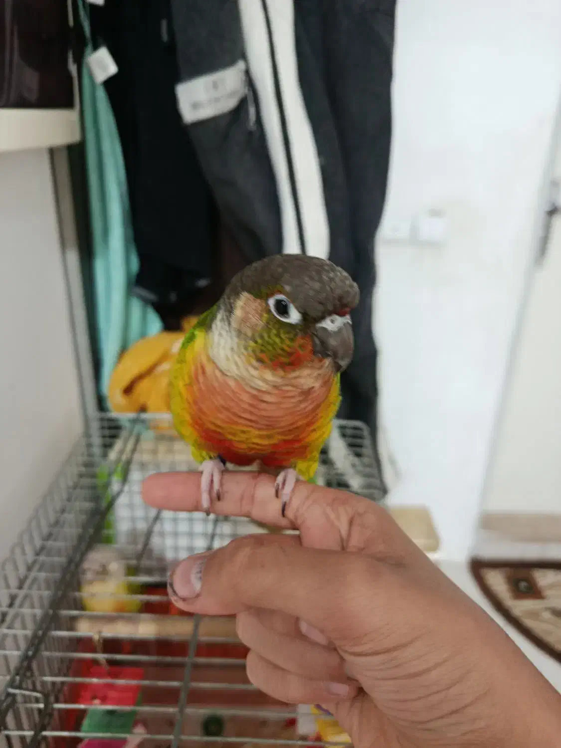 گرینچیک یلو ساید|پرنده|پرند, فاز ۴|دیوار