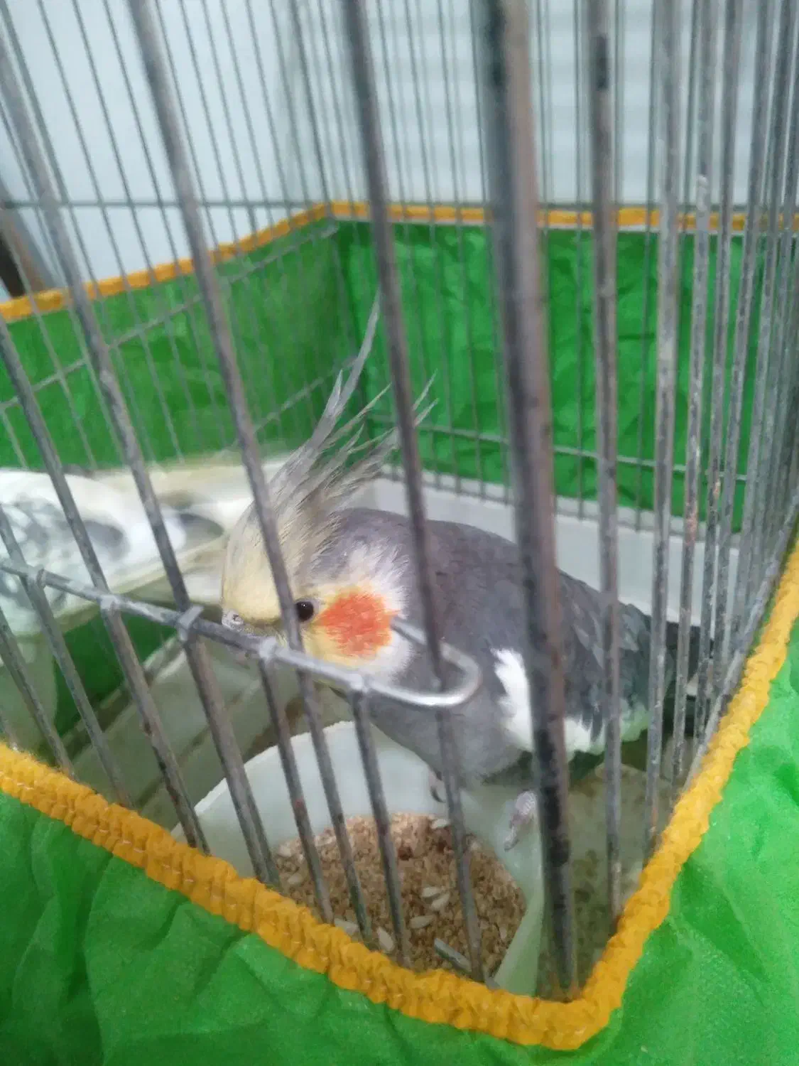 دو عدد عروس هلندی نر و ماده|پرنده|زرند, |دیوار