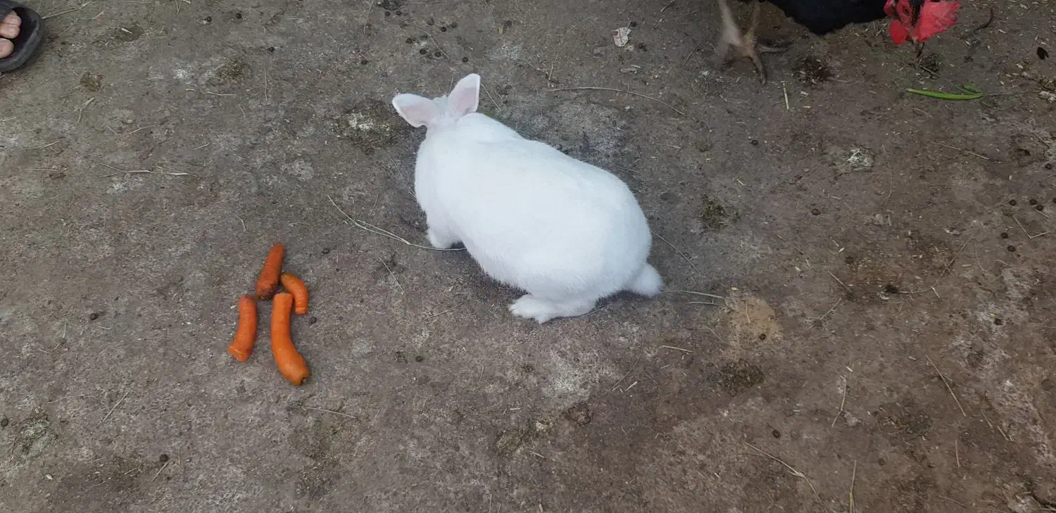 فروش خرگوش|موش و خرگوش|بندر گناوه, |دیوار