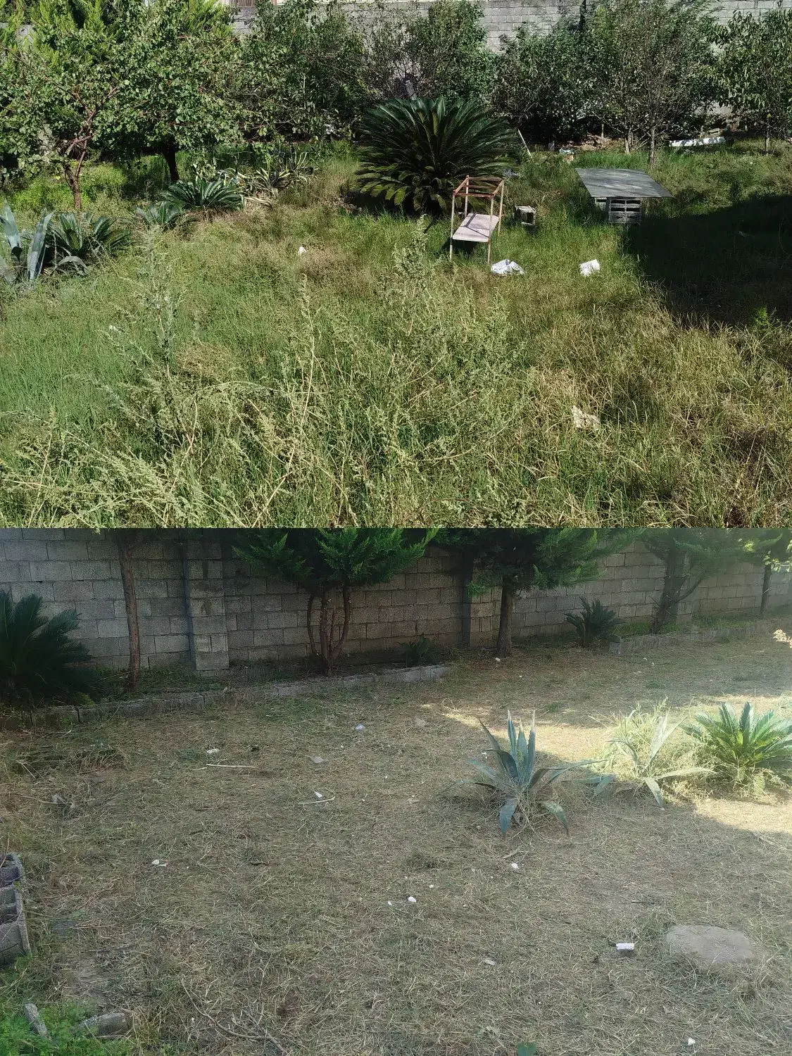 علفزنی و چمنزنی|خدمات باغبانی و درختکاری|کیاشهر, |دیوار