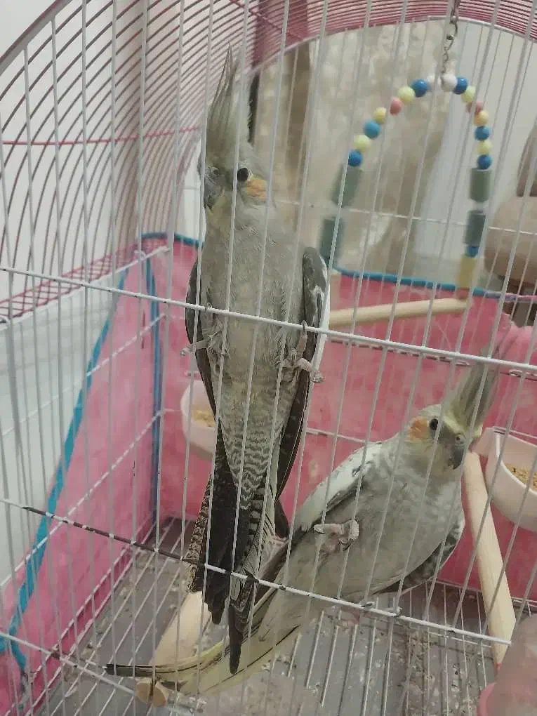 عروس هلندی جفت مولد|پرنده|فردیس, فرامرزیه|دیوار