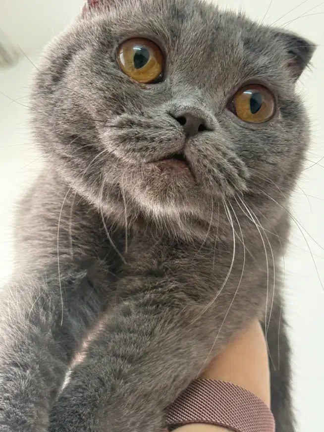 گربه اسکاتیش مینیاتوری|گربه|ساری, |دیوار