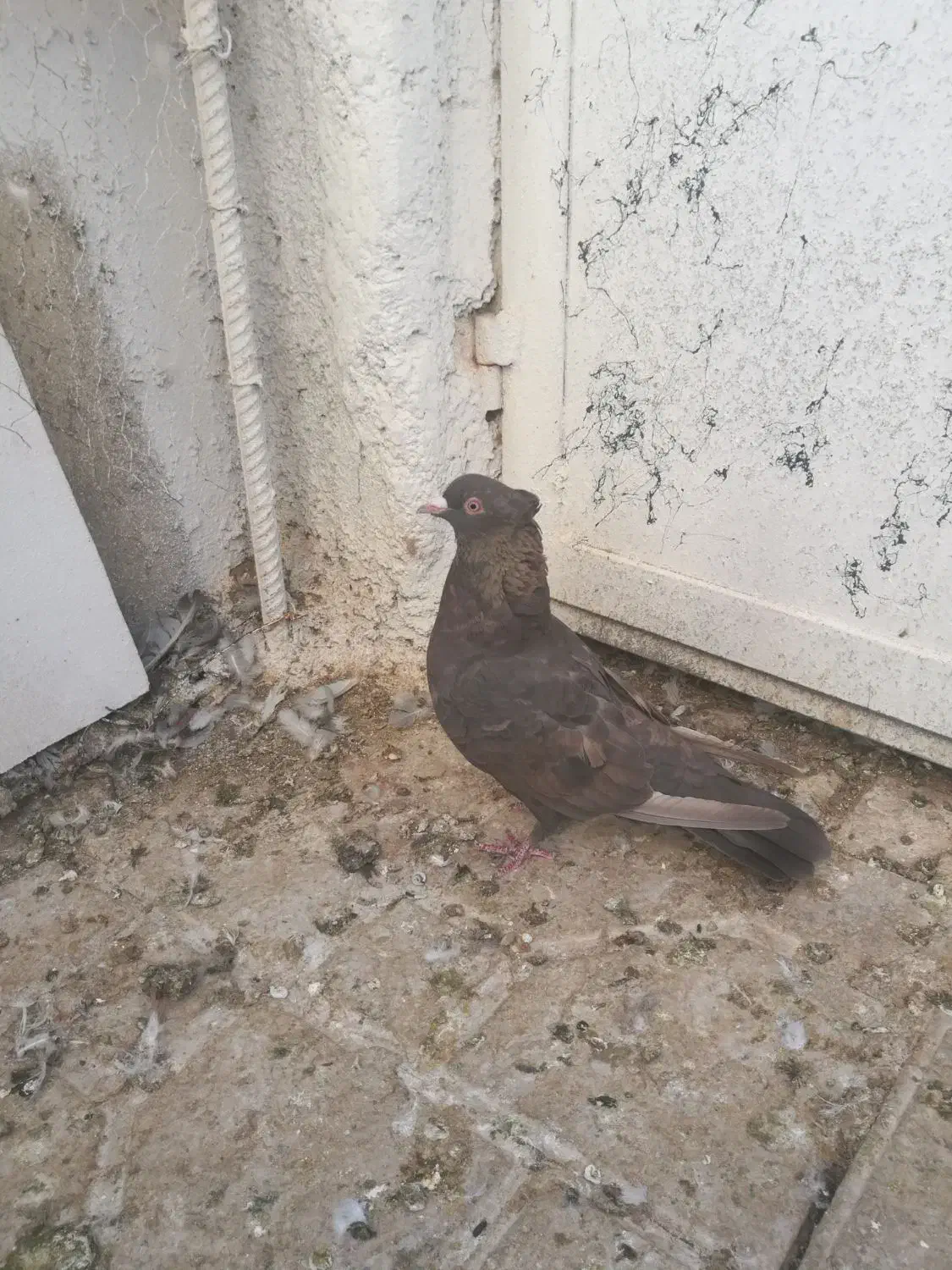 کبوتر ماده تافته ای|پرنده|شیراز, تل حسین‌آباد|دیوار