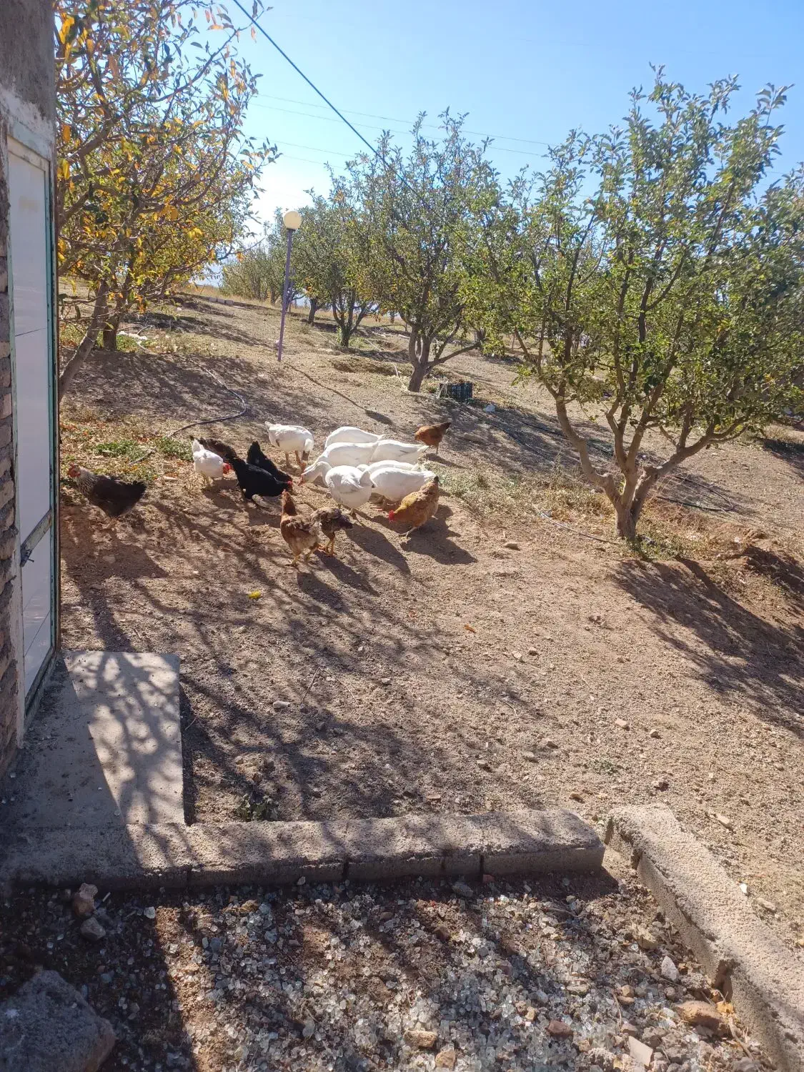 فروش قو قاز ومرغ|حیوانات مزرعه|اهر, |دیوار