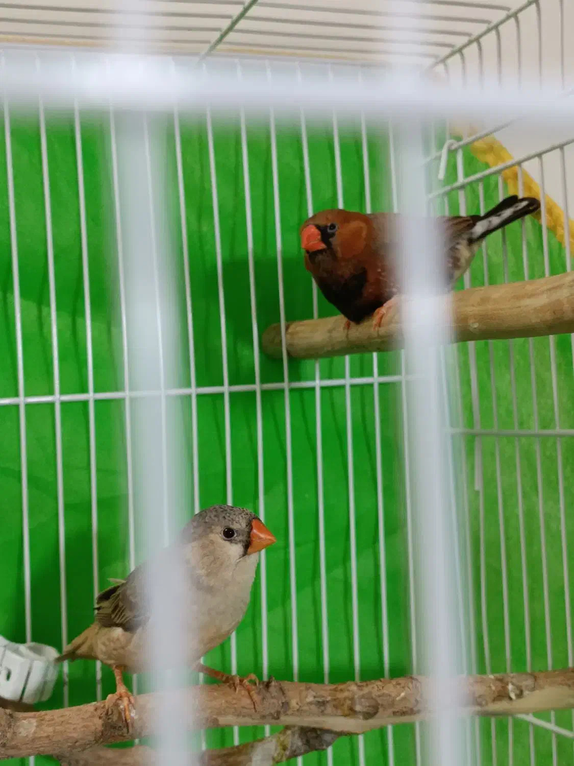 فنچ بلک بادی با تخم و لپ سیاه کینگ|پرنده|مشهد, گلشور|دیوار