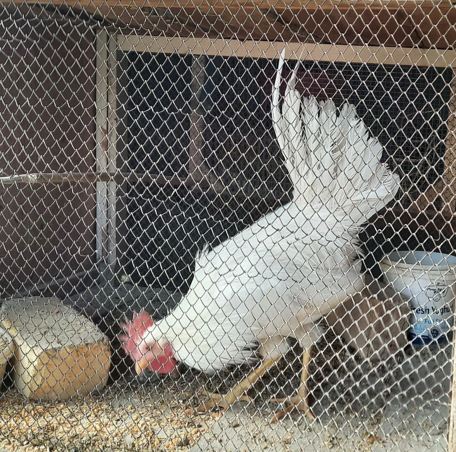 فروش ۳ عدد نیمچه خروس دونه ای ۳۰۰|حیوانات مزرعه|کاشان, فاز ۲ ناجی آباد|دیوار