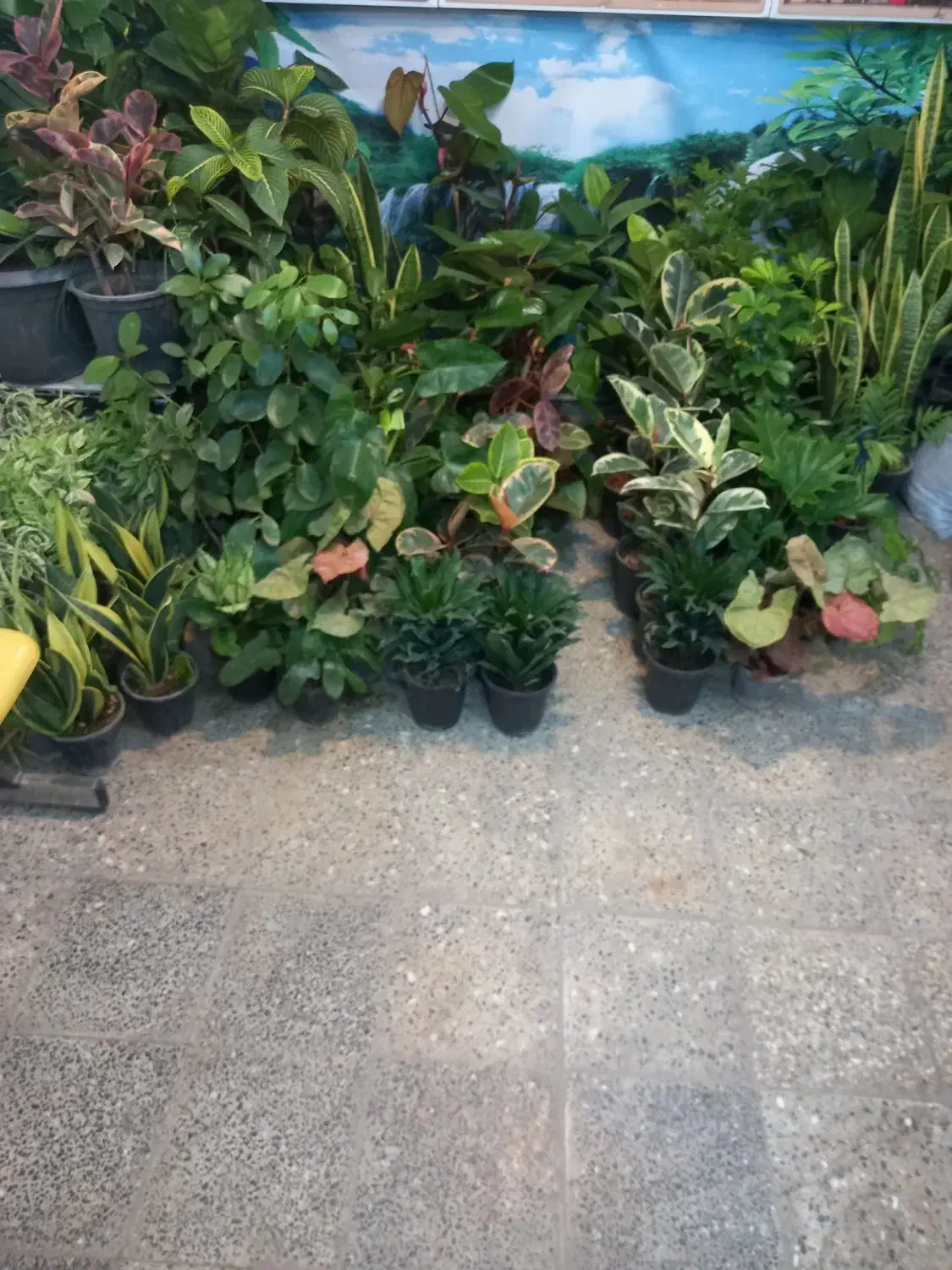 انواع گلهای اپارتمانی روز زن رسید|گل و گیاه طبیعی|شهرکرد, |دیوار