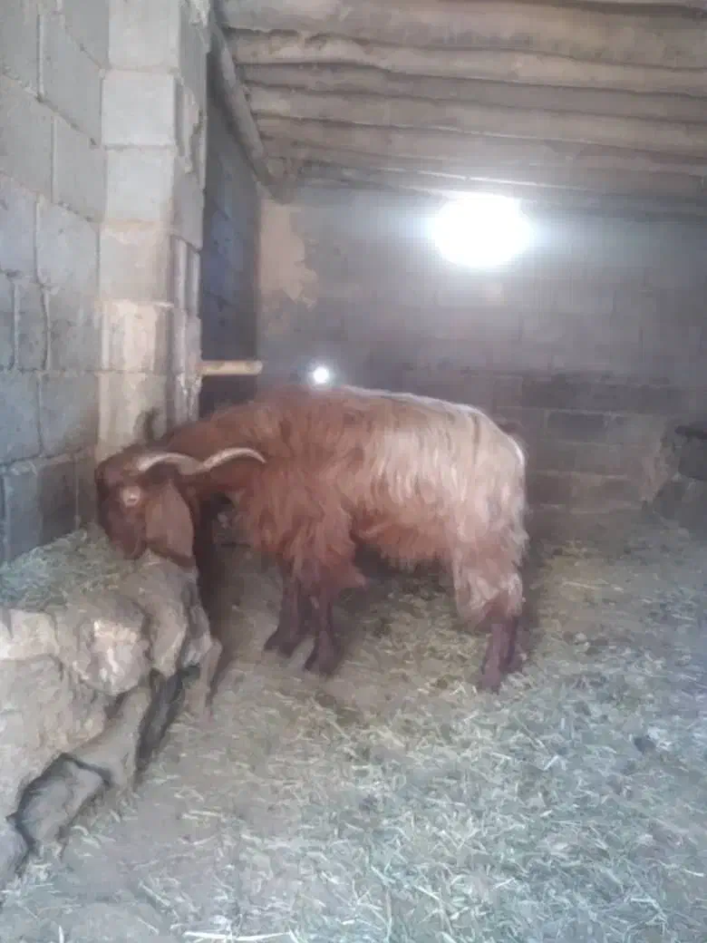 نر بز نژاد دار|حیوانات مزرعه|طارم, |دیوار