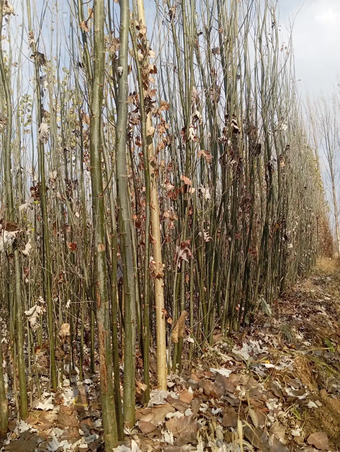 قره قواخ|گل و گیاه طبیعی|بکتاش, |دیوار