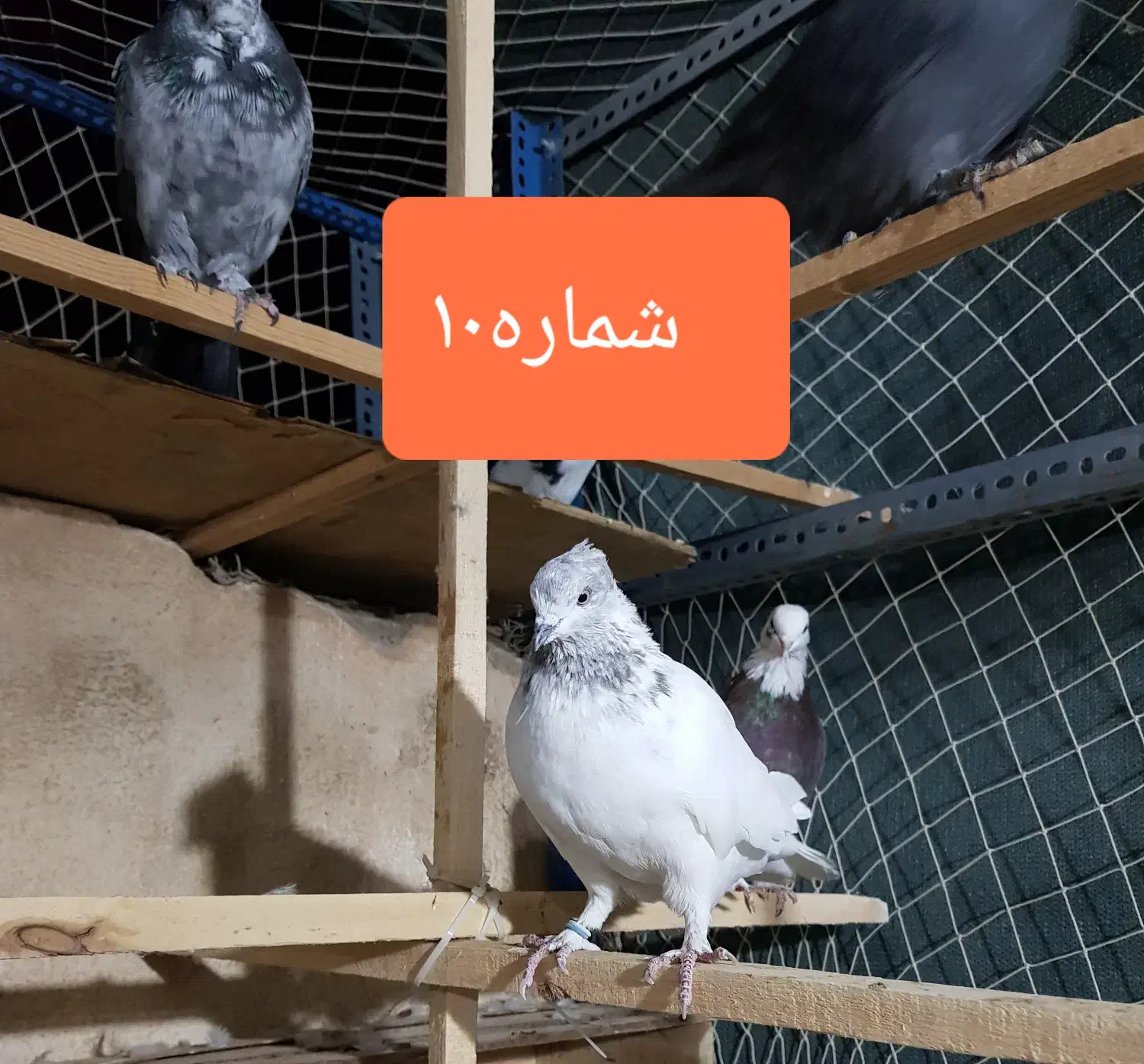 کفتر یا کبوتر مفت سواکن جداکن|پرنده|قم, سعادتی|دیوار