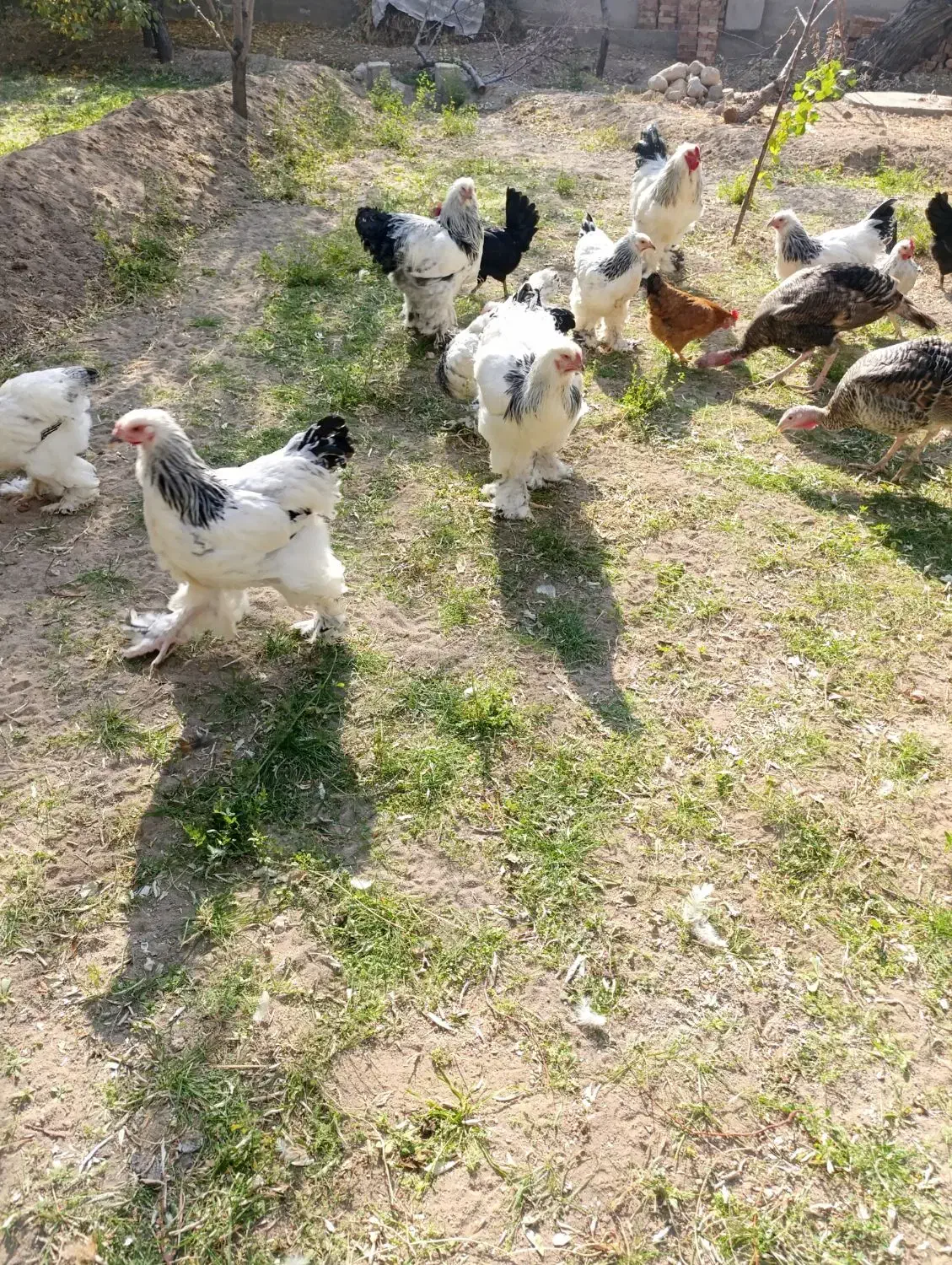 فروش برهما لایت|حیوانات مزرعه|آذرشهر, |دیوار