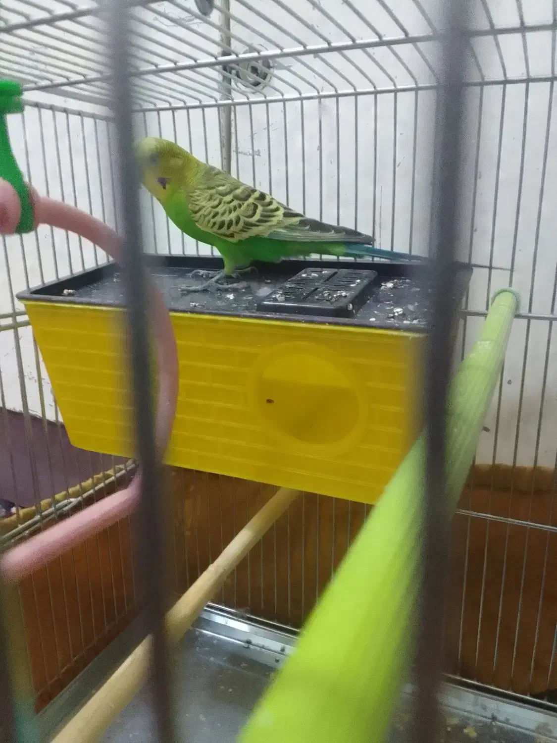 مرغ عشق نر|پرنده|کرمانشاه, |دیوار