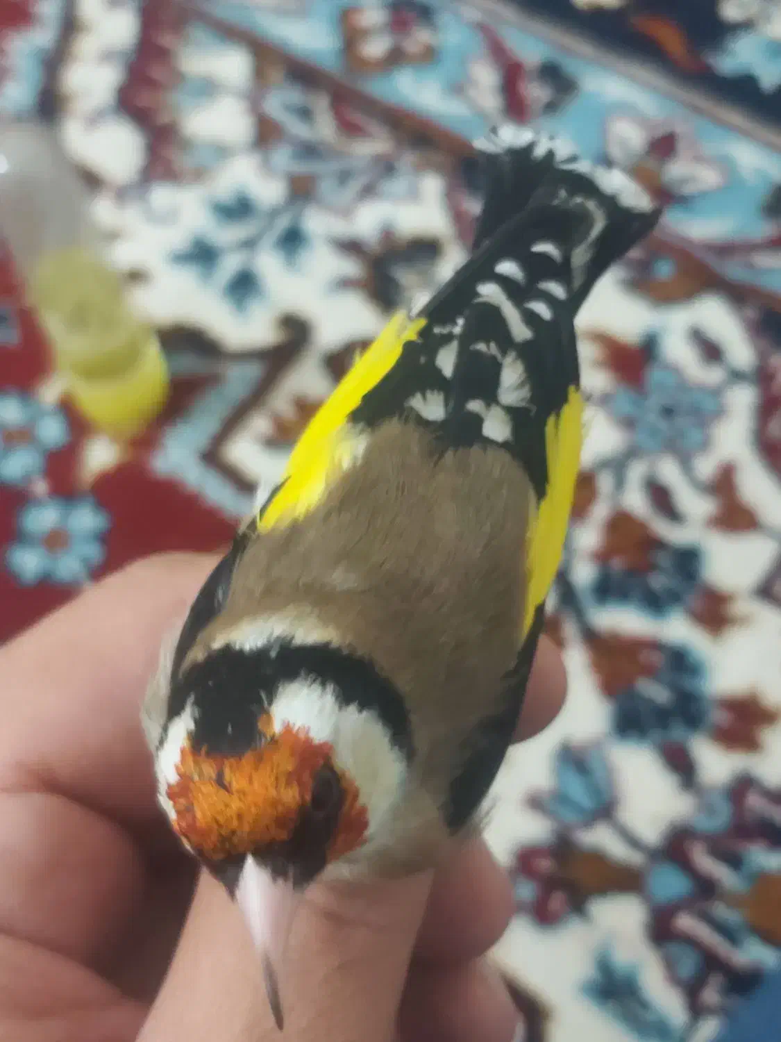 سهره سالم و بخون|پرنده|بیجار, |دیوار