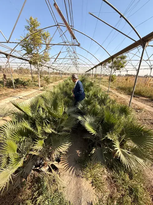 درختچه پالم|گل و گیاه طبیعی|رباط‌کریم, رباط‌کریم|دیوار