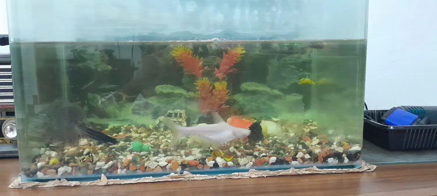 اکواریوم شیشه خم درپوش دار ۵۱ در ۴۳ در ۳۰|ماهی|قائم‌شهر, |دیوار