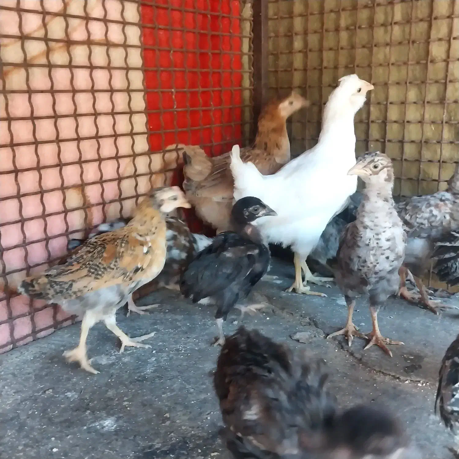 جوجه محلی|حیوانات مزرعه|دهدشت, |دیوار