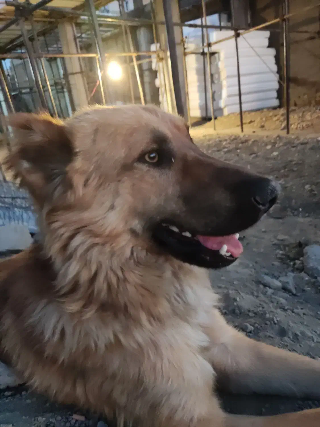 سگ نر|سگ|شیروان (خراسان), |دیوار