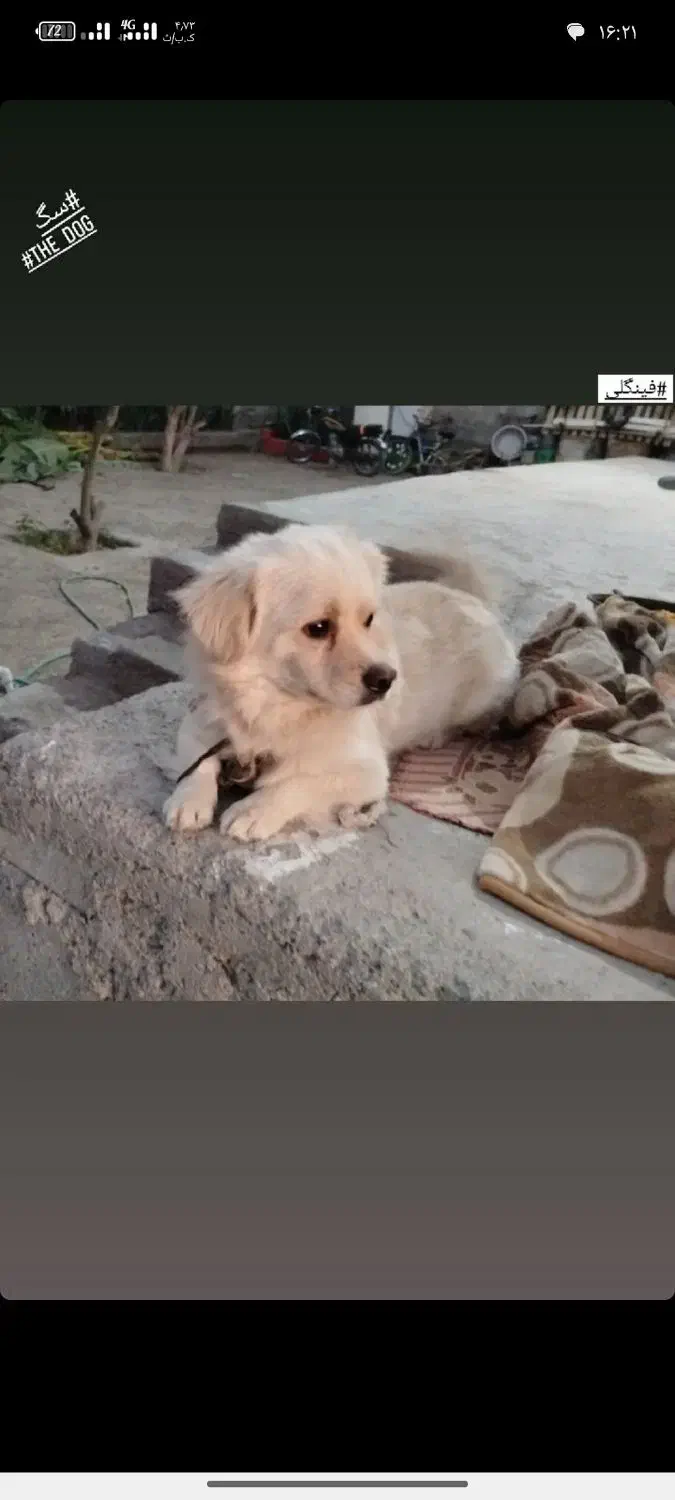 سگ خانگی تربیت شده|سگ|توکهور, |دیوار