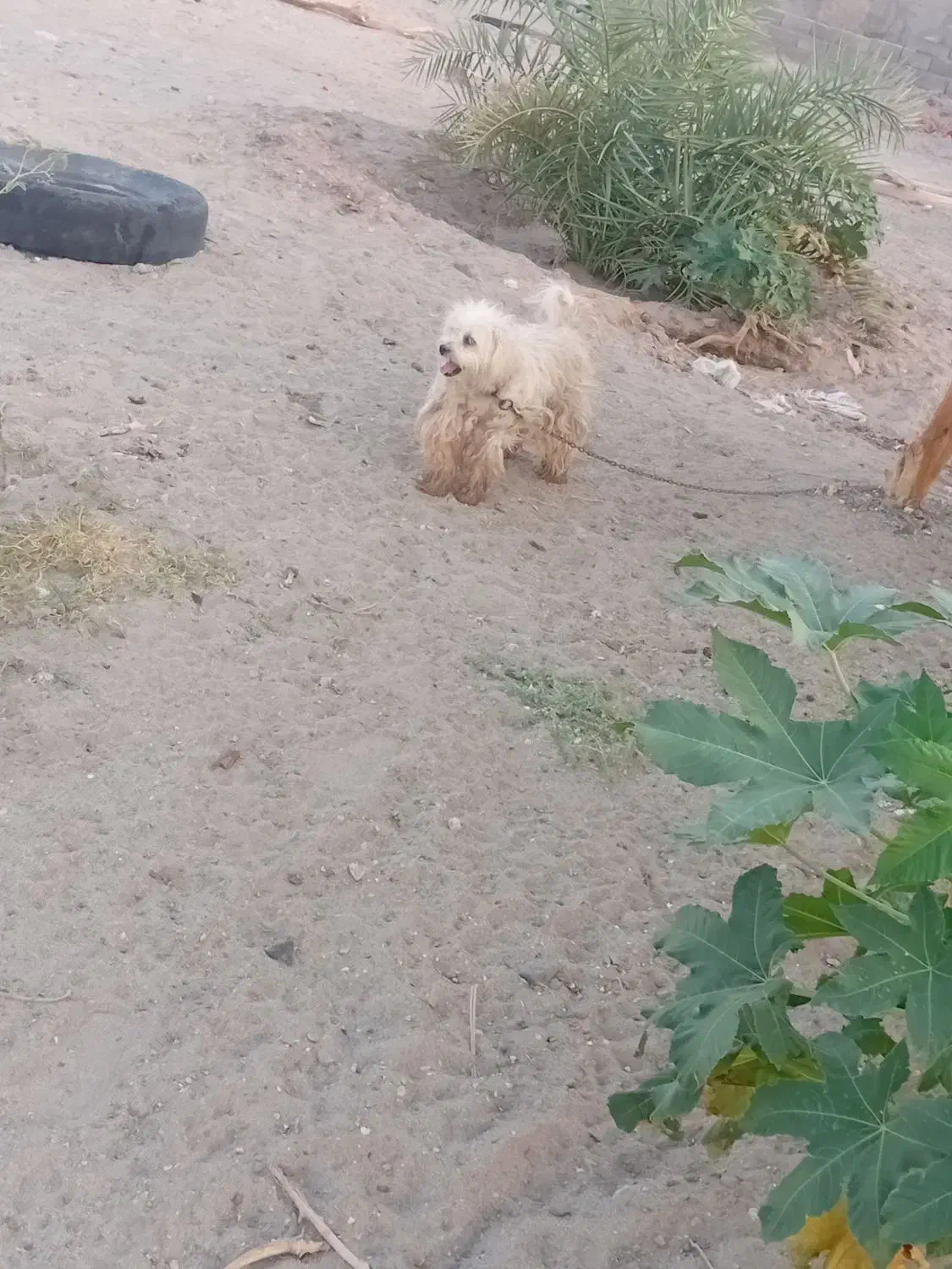 سگ پاکوتاه|سگ|گنبکی, |دیوار