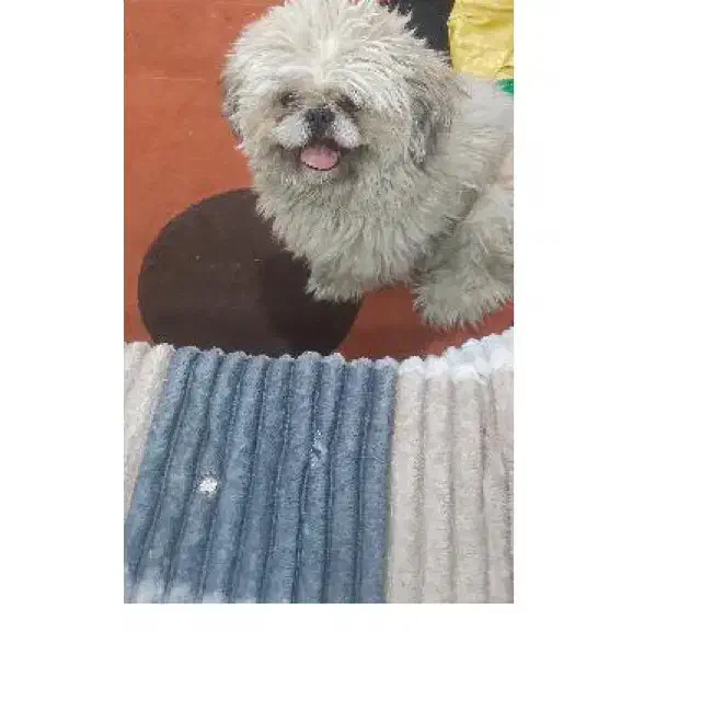 سگ شبتزو|سگ|سمنان, |دیوار