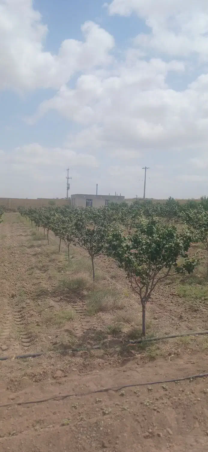 دامداری|فروش دفتر صنعتی، کشاورزی، تجاری|فریمان, |دیوار