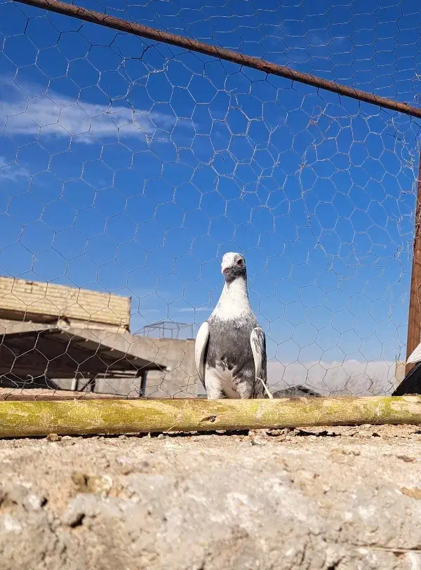 کفتر|پرنده|دشتابی, |دیوار