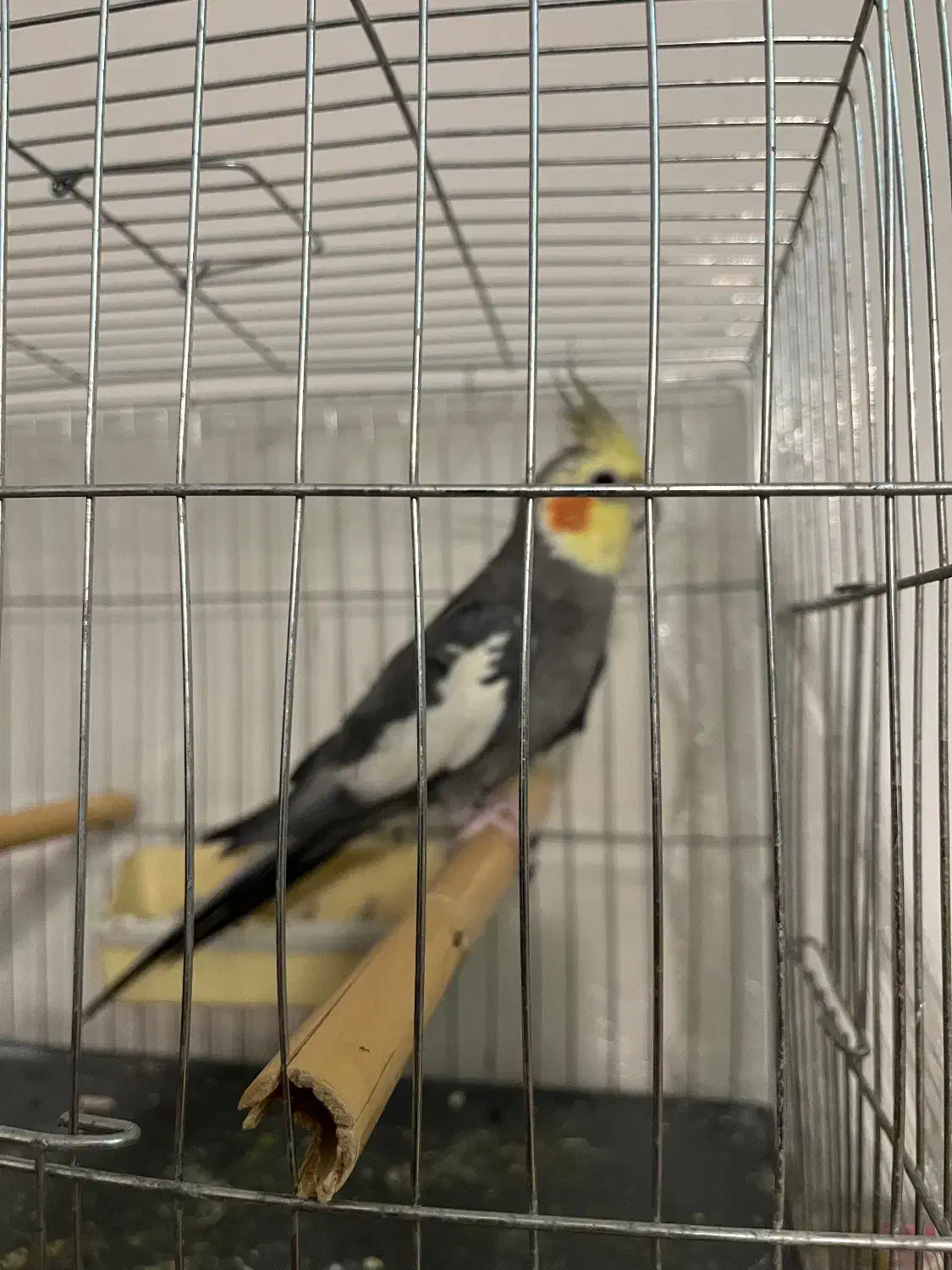 عروس هلندی نر اماده اماده و اوازه خوان با قفس|پرنده|فردیس, شهرک وحدت|دیوار