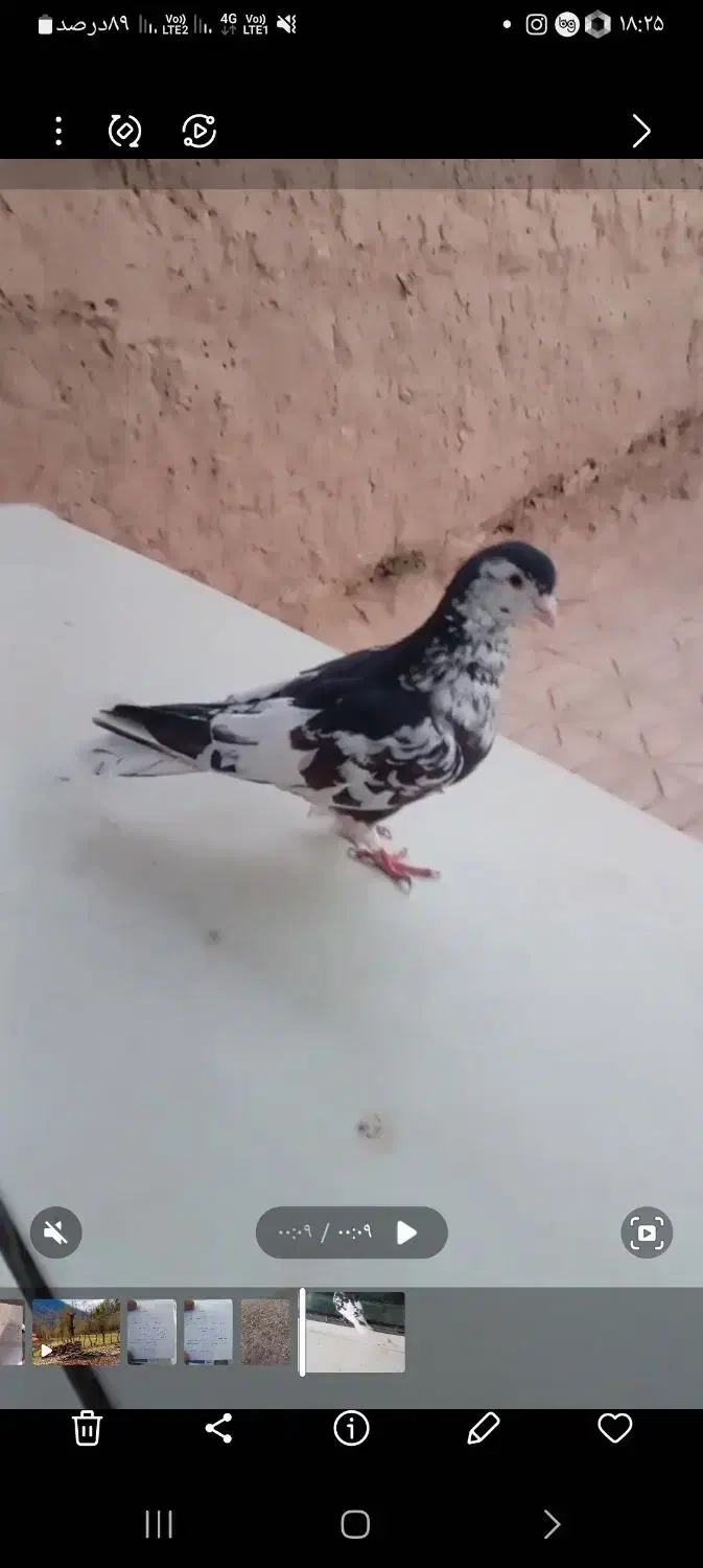 فروشی|پرنده|خواف, |دیوار