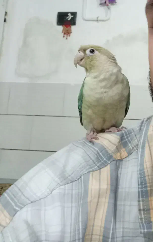 گرینچیک پاین اپل|پرنده|طبس, |دیوار