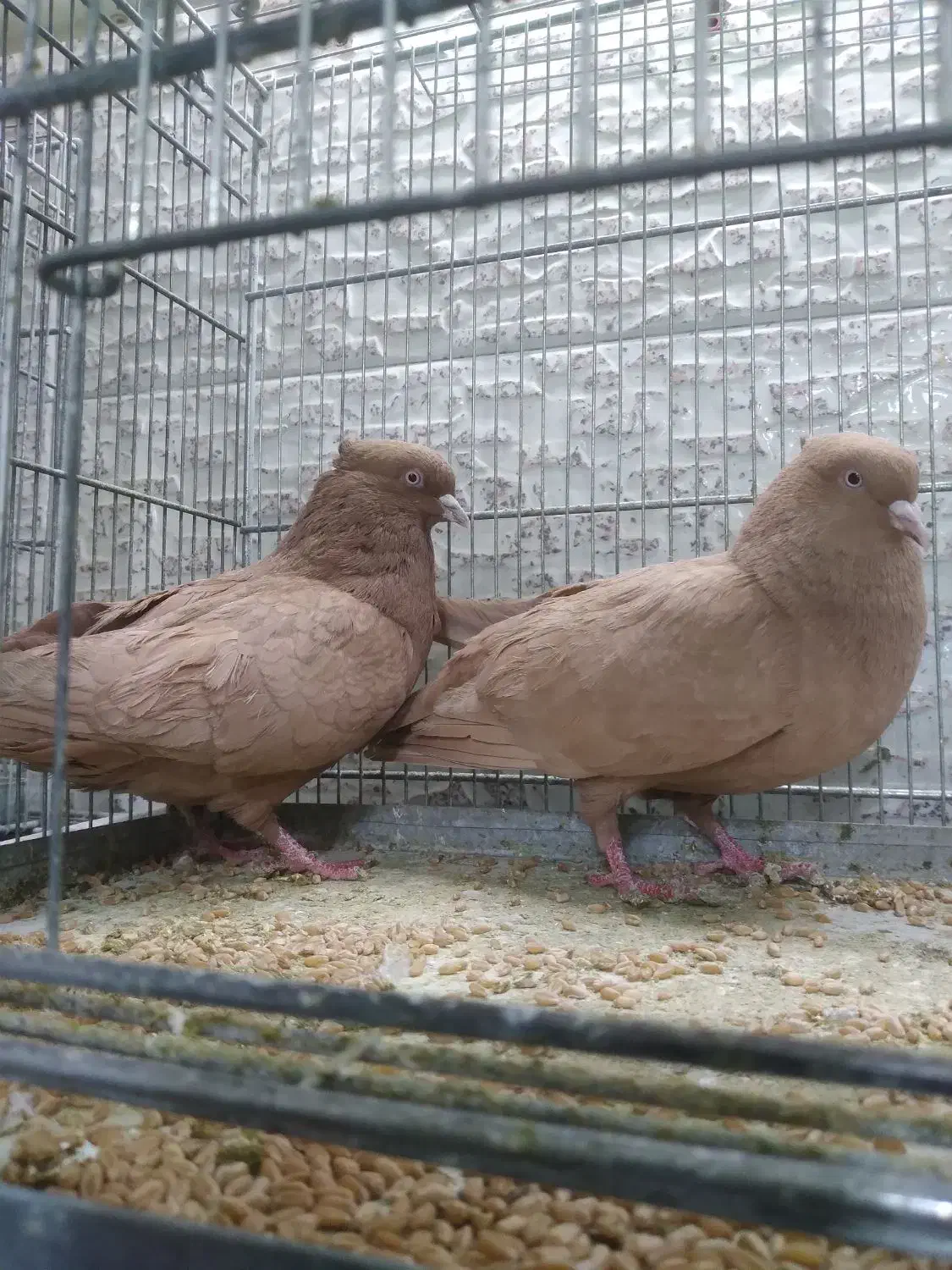 فروش کبوتر|پرنده|صدرا-فارس, فاز ۱|دیوار