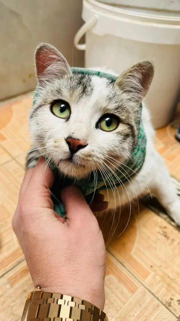 گمشده|حیوانات|زابل, |دیوار