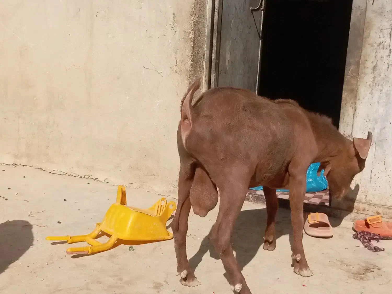 تروشت اصل نژاد مورسیا|حیوانات مزرعه|مهرستان, |دیوار