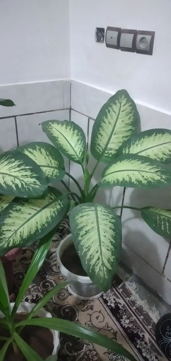 گل دیفن باخیا قیمت ۷۰۰ تومان|گل و گیاه طبیعی|لردگان, |دیوار