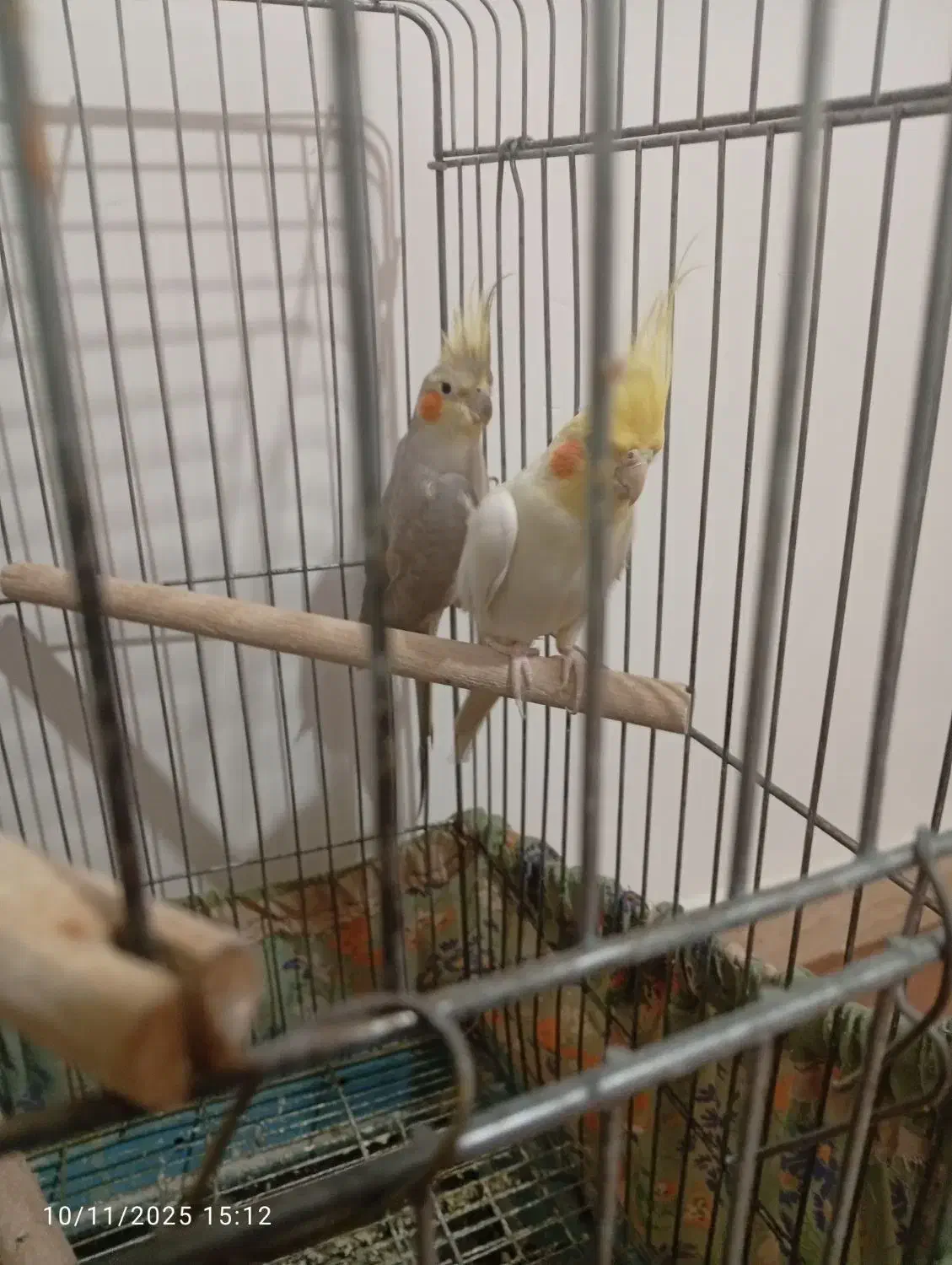 یه جفت طوطی عروس تعویض با قناری|پرنده|قزوین, |دیوار