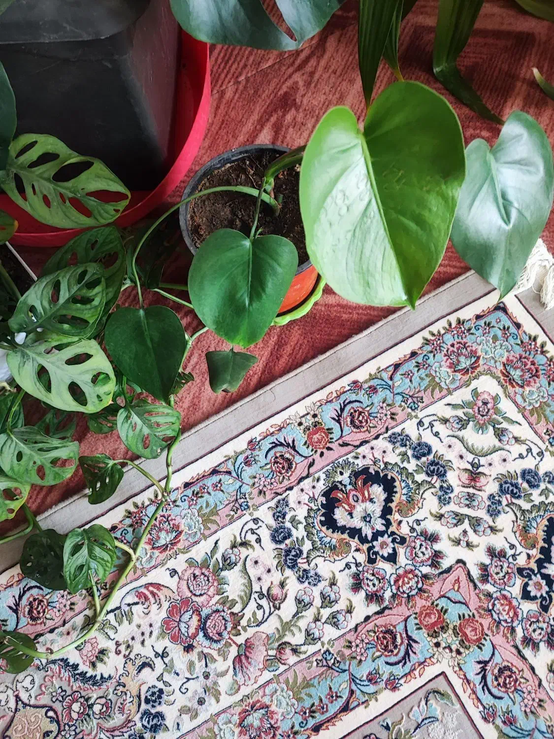 انواع گل|گل و گیاه طبیعی|فولادشهر, B2|دیوار