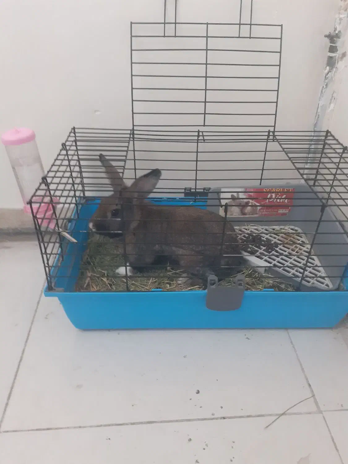 خرگوش نر ،یکونیم ساله|موش و خرگوش|تهران, تهرانپارس شرقی|دیوار