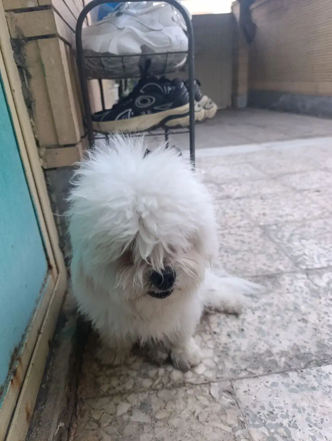 سگ شیتزو واگذاری رایگان|سگ|کرمان, |دیوار