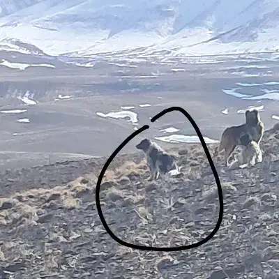 سگ گله ای|سگ|خوانسار, |دیوار