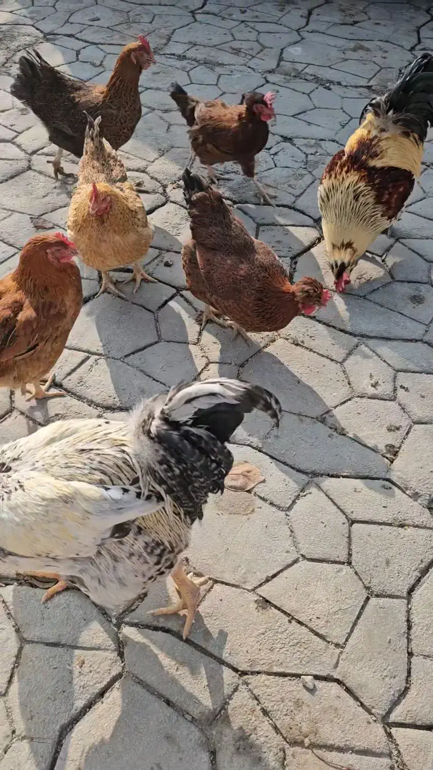 ۴ عدد مرغ تخم گزار ۲ ساله و ۲ عدد خروس|حیوانات مزرعه|فردوسیه, |دیوار