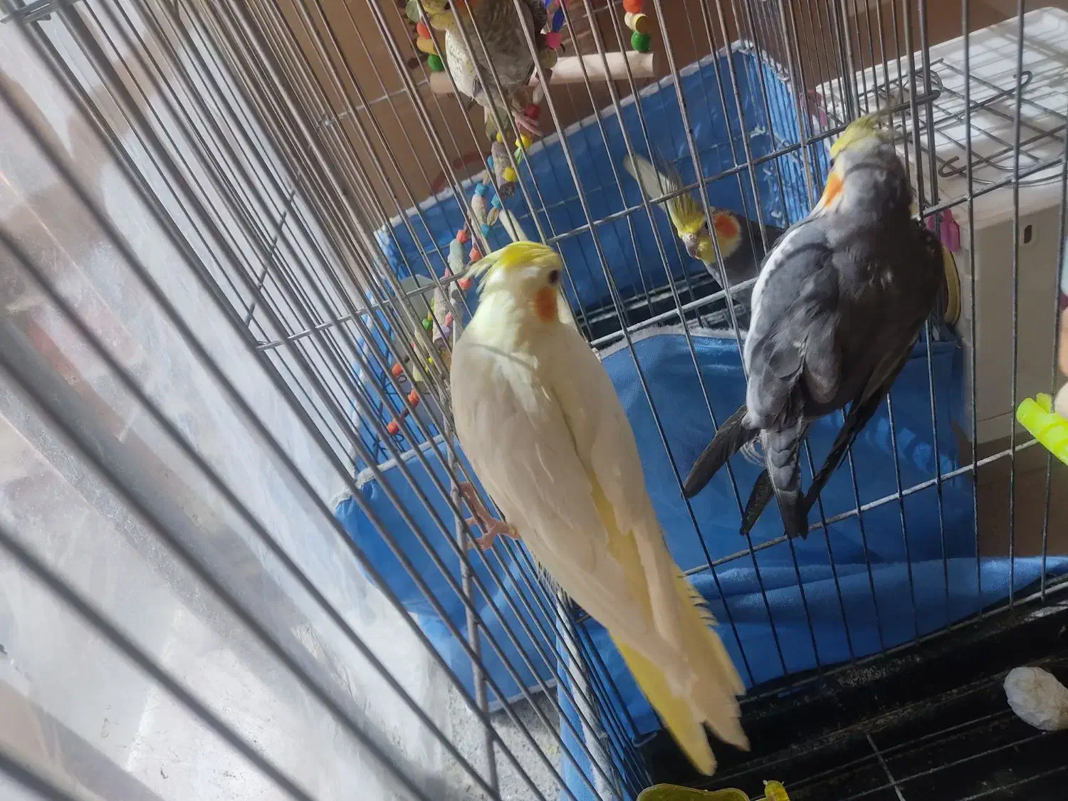 عروس هلندی نر وماده|پرنده|بهار, |دیوار