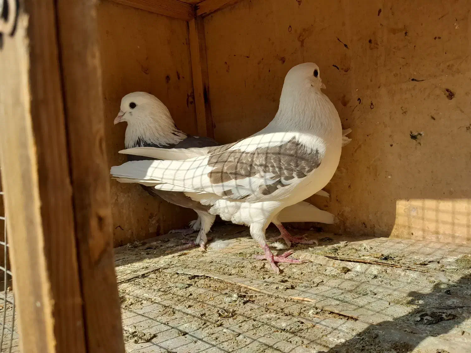 کبوتر معاوضه با سهره|پرنده|تهران, وحیدیه|دیوار