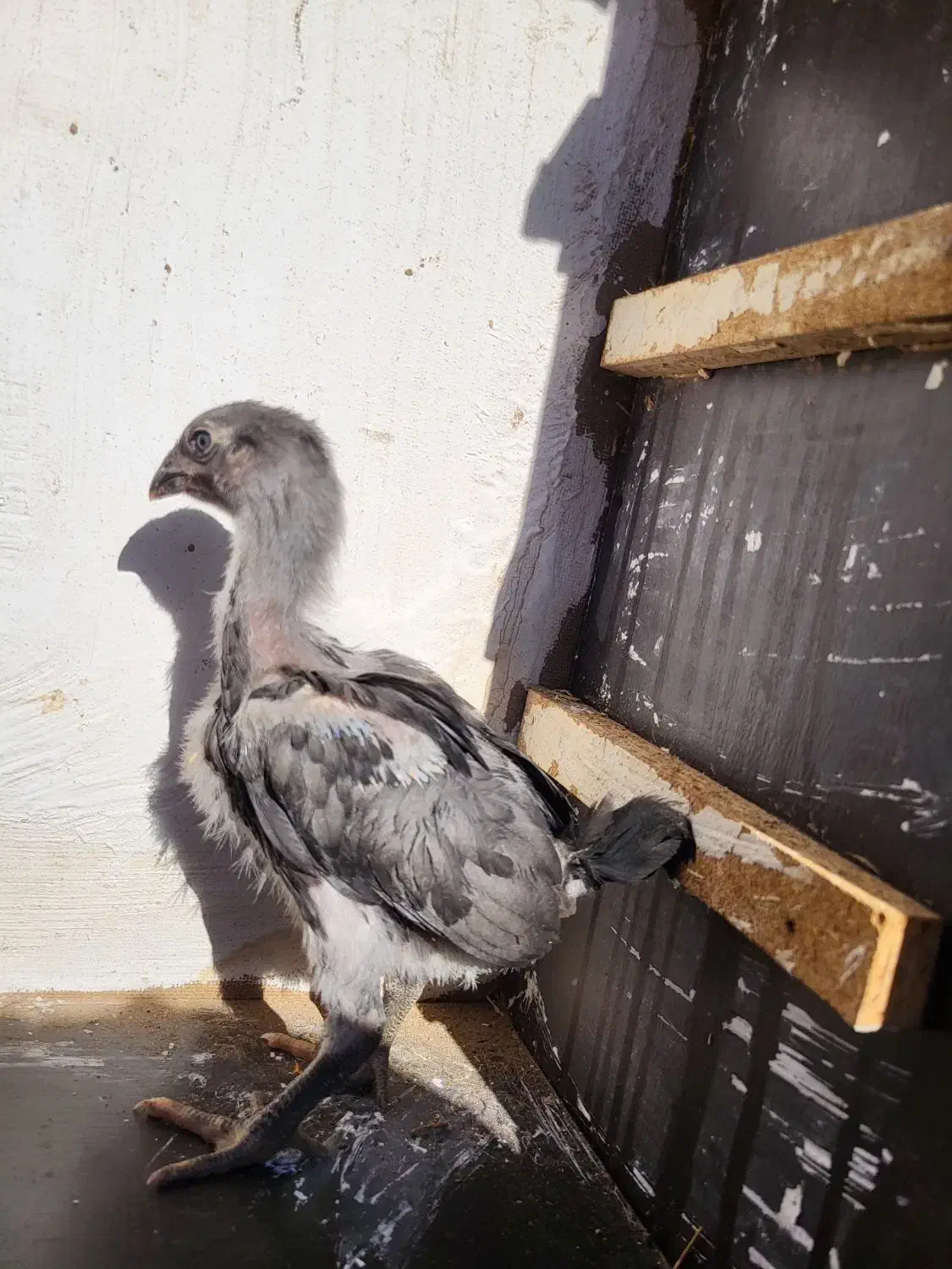 جوجه لاری|حیوانات مزرعه|تربت جام, شهرک آزادگان|دیوار